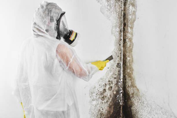 Best Attic Mold Removal  in Geneva, OH