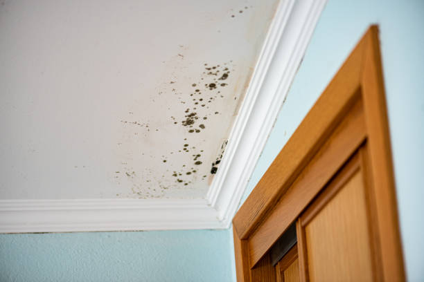 Home Mold Removal