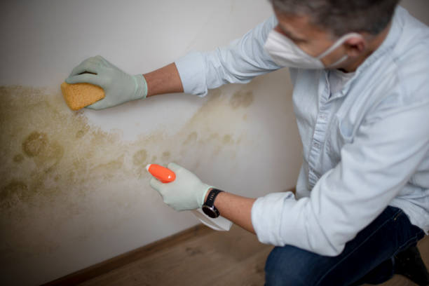 Best Attic Mold Removal  in Geneva, OH