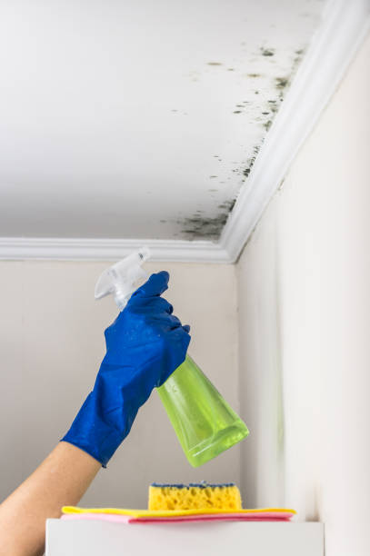 Professional Mold Removal in Geneva, OH