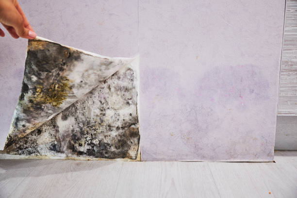 Best Affordable Mold Removal  in Geneva, OH